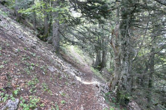 le sentier vers le habert après la cabanne de bachasson