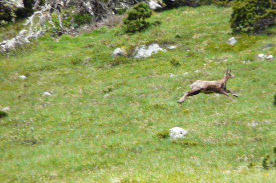 bouquetin effarouché sous chamechaude