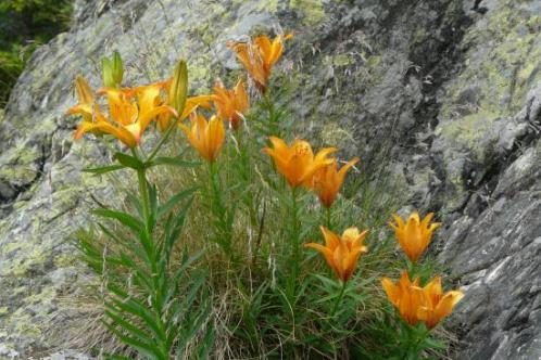 jolies fleurs en plein milieu de la via de la cascade à l' alpe du grand serre