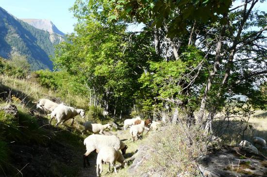 les moutons de la bergère !