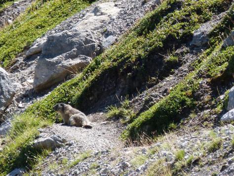 la marmotte de service au rocher Blanc (Serre Chevallier)
